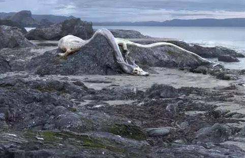 近代坠龙事件数百人现场亲眼目击细数历史上龙存在的证据