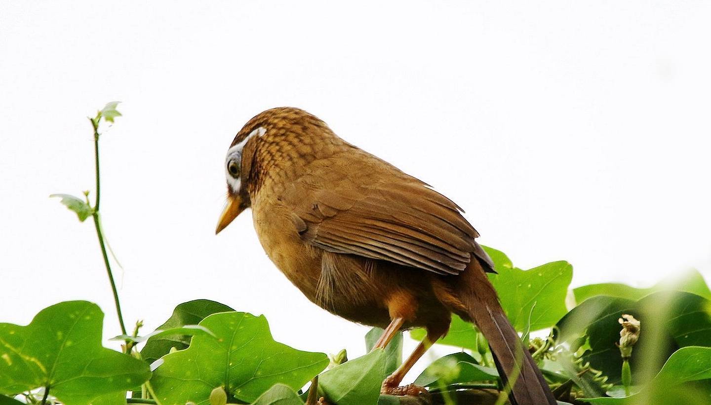 養畫眉鳥需要注意什麼呢 飼養畫眉鳥的五個精髓