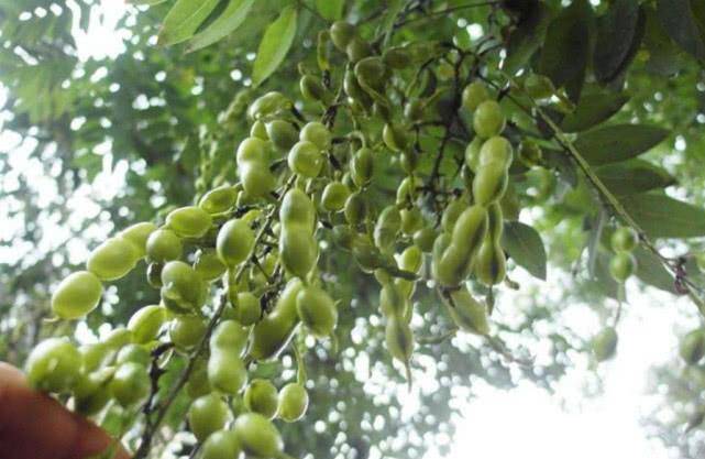 功效|生长在树上的“豆角”,曾是农村娃爱吃的零食,如今吃过的人很少