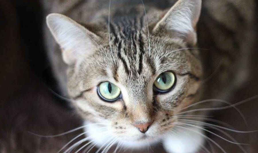 猫咪叫声吸引猫 专用 fc21e22a28ca41a59d89d2f09eb96ed4.jpeg