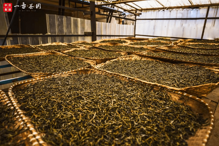 茶叶|一亩茶园：传颂茶的不朽篇章