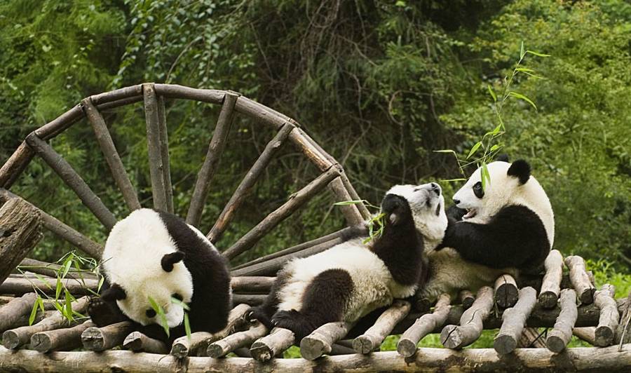 如果你生活累了，可以看看熊猫是怎么生活的，也许某些时候可借鉴