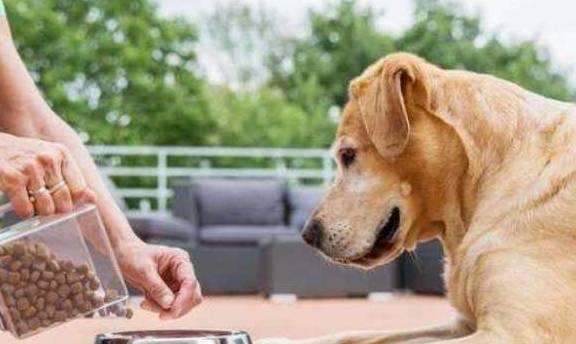 怎么看小狗好坏 df3015f3acec4bfbad8f7b1c873eecea.jpeg