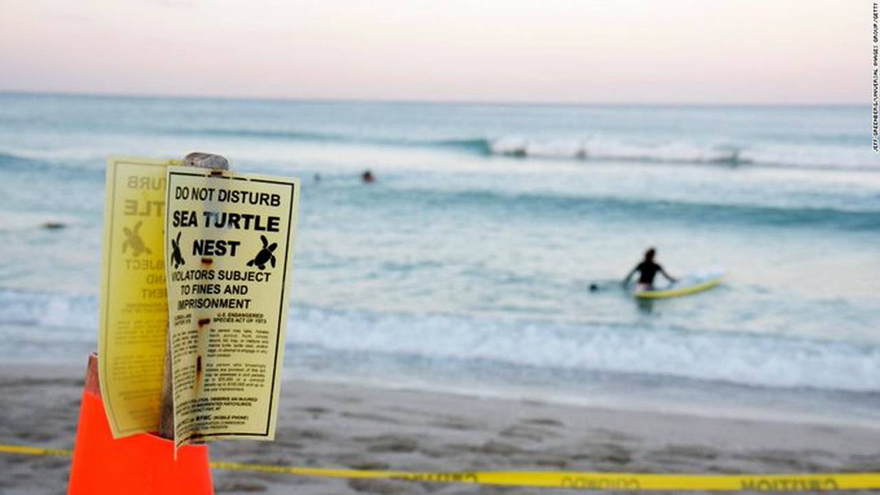 华裔女子光脚狂踩美国海龟蛋 网友 绑了她 喂鲨鱼 保护区 陆亚群 物种