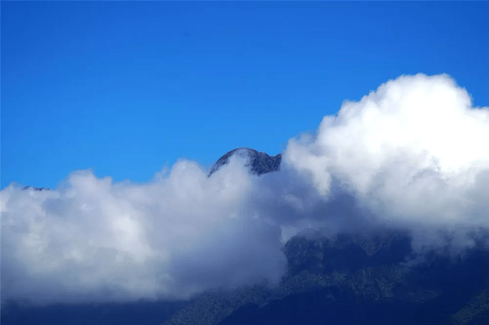 果树|寻花台仙山 观高黎贡山雾海