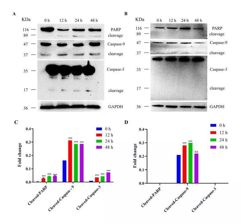 恶性肿瘤|【shRNA慢病毒文章分享】Bioactive Materials ‖湖南大学胡小晓团队揭示核…