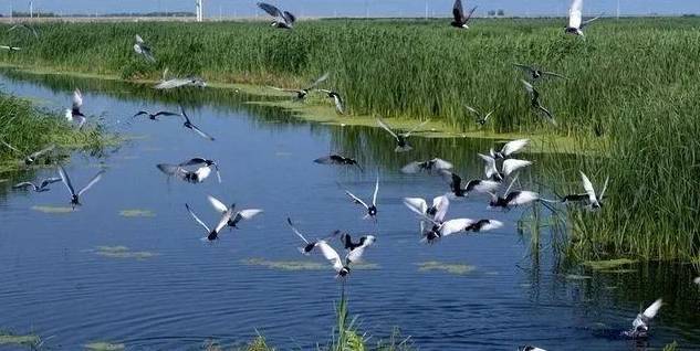 广东十大最美湿地公园，号称“世界级的观鸟天堂”，简直美炸了！