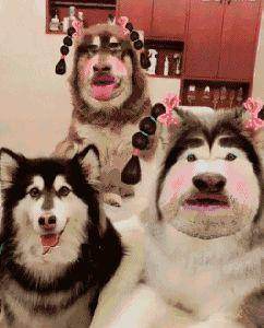 手机|搞笑GIF:他口中的老女人就是我,那个娇小可人的是他的小情人