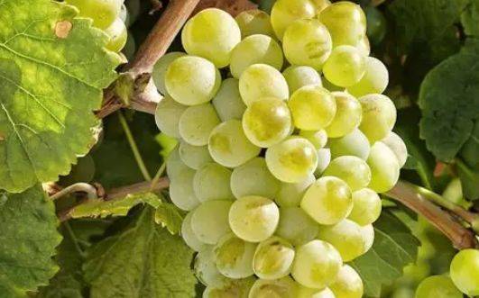 酒知识：波尔多产区新晋法定葡萄品种，你知道哪些？（下）