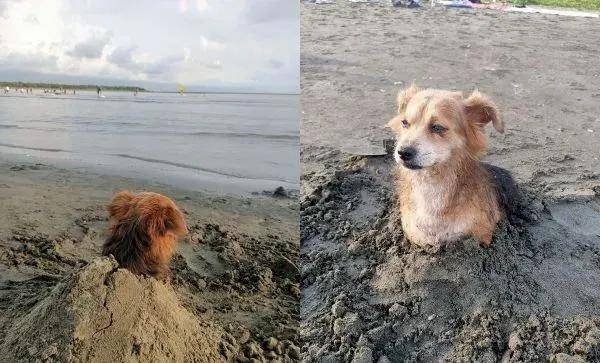 狗狗被埋沙里表情超有戏露狗头心死望远方
