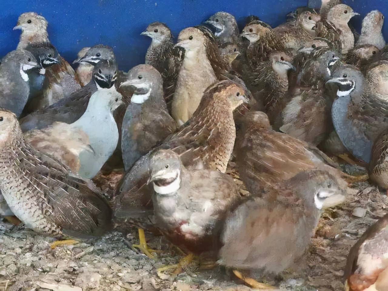 客廳魚缸裡就能養的寵物雞,一年產蛋300個,網友:雞蛋撿到手軟_蘆丁雞