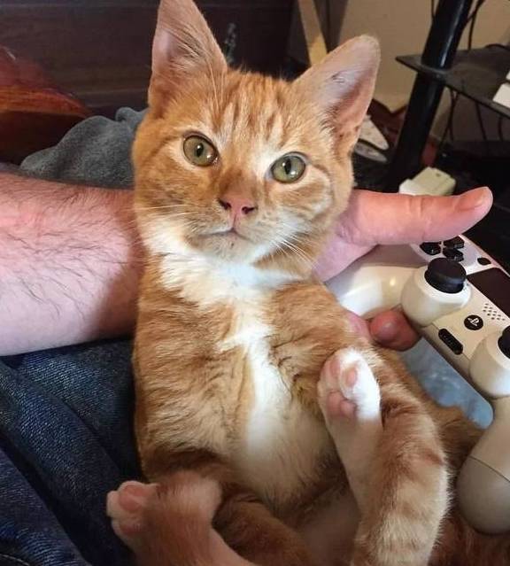 可以咬猫的脸吗 dd1ffe070d304d849de35597a97d3fa3.jpeg