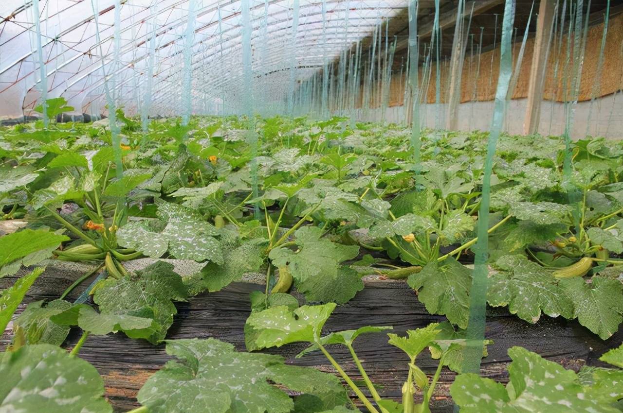 西葫芦的肥水管理技术要点_进行_植株_水分