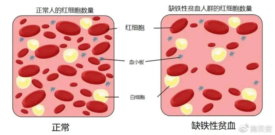 原因蛋白偏低鸡蛋血红吃可以吗_蛋红血白低能好吗_血红蛋白偏低的原因可以吃鸡蛋