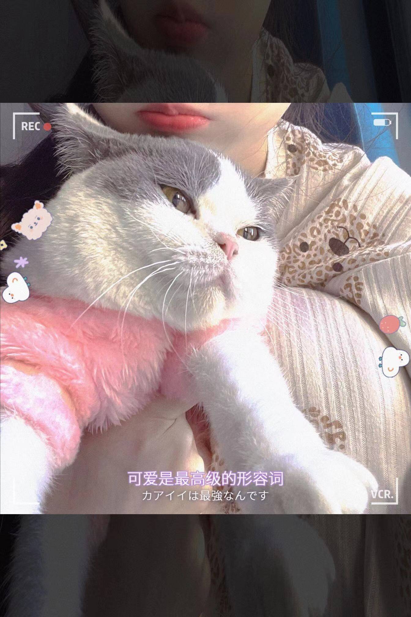 七七是小猫 6488c7e01bb9424fa2301585aad24aeb.jpeg