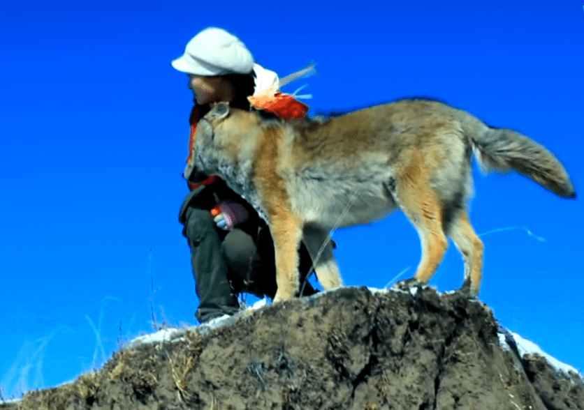 2010年,一位成都女孩把一匹狼当儿子带回家,10年后在草原再相认