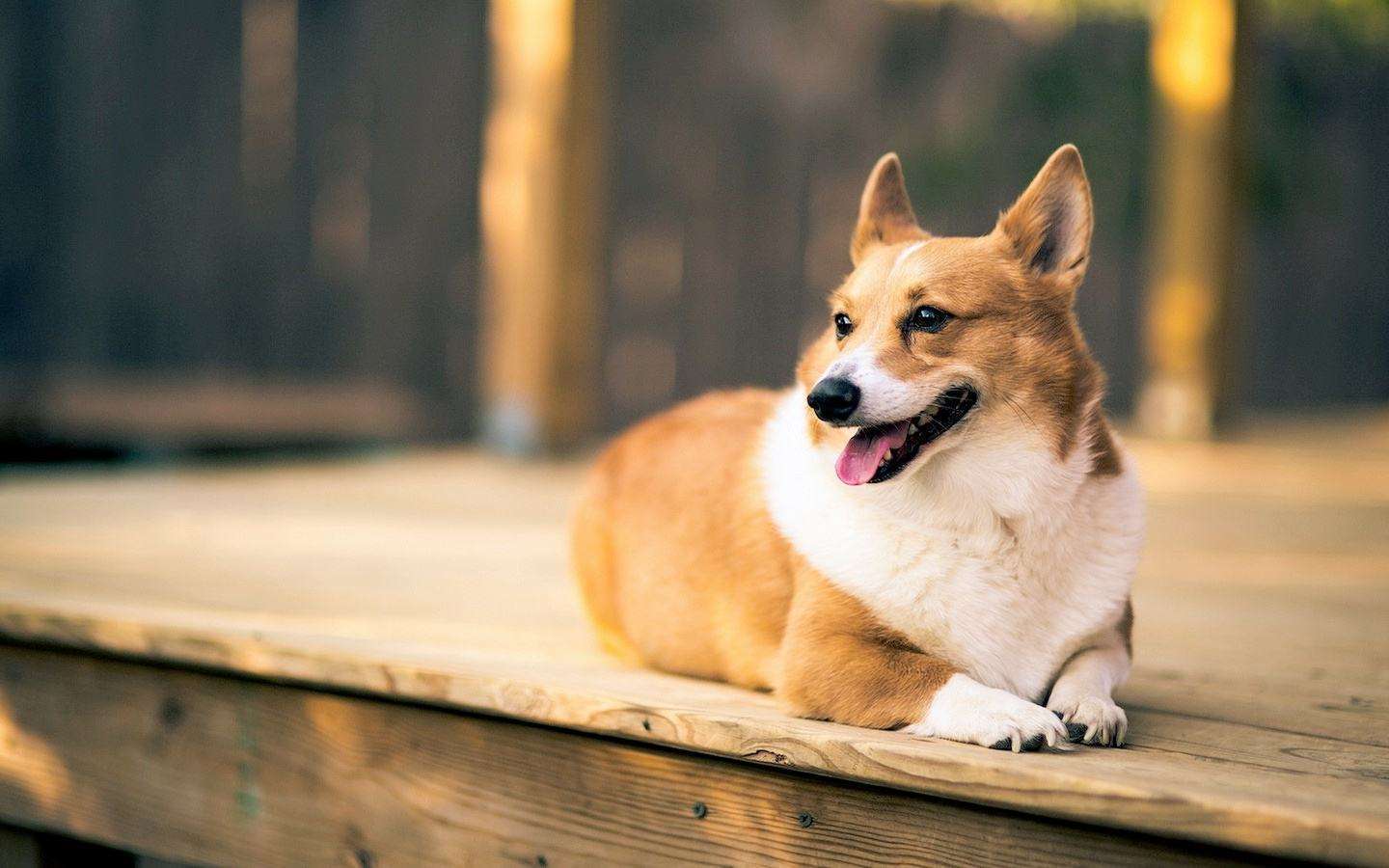 梦境的隐喻，解读梦见白狗喜欢自己的深层含义