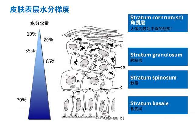 水初语《水初语护肤课堂》皮肤越补水越干？你需要了解这5个补水真相！