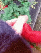 愤怒的小鸟|搞笑GIF趣图:愤怒的小鸟,一定要小心的伺候着