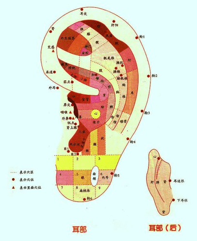 耳朵是身体的长寿开关每天揉一揉赶走小毛病