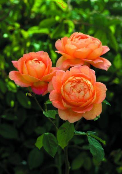 分享10种大花月季,每一款开花鲜艳,香味清新,美翻了_花瓣_花朵_品种