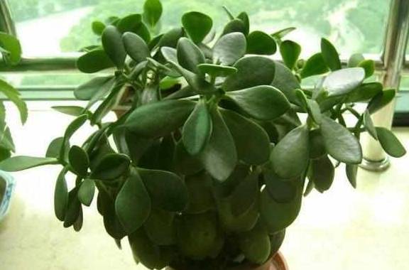 如何种植玉树 ec1bc94400c34ce58acef6ff09e28730.jpeg