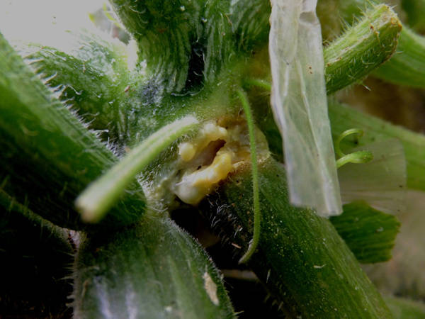 西葫芦软腐病主要症状是什么?防治方法有哪些?_进行_抗病品种_株距