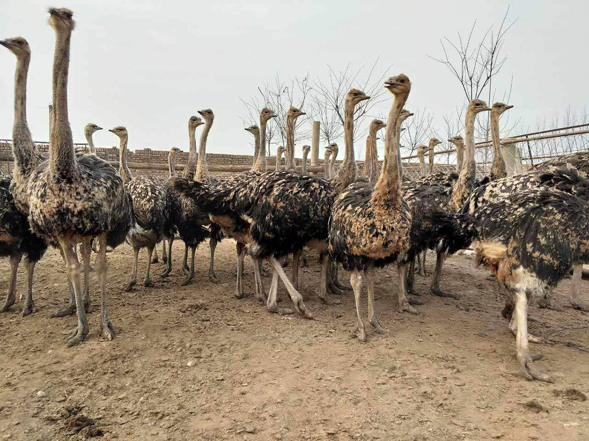 广西街头出现100余只"大鸟",深夜在街头狂飙,遭全城搜捕_广西近百鸵鸟