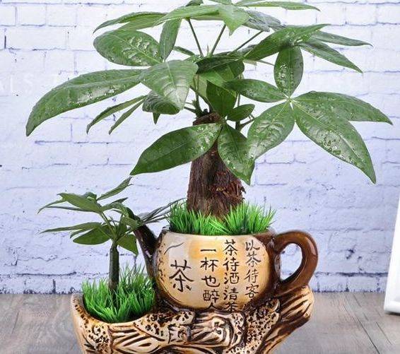 发财树一盆种多少棵 5d52f8ceae2542baabb96119756779eb.jpeg