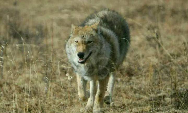 观 重返狼群 ,记录美女李微漪和狼王格林,十一年的人狼之恋