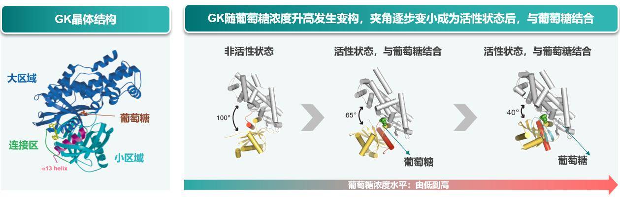 神经元|葡萄糖激酶（GK）：重塑血糖稳态自主调节核“芯”