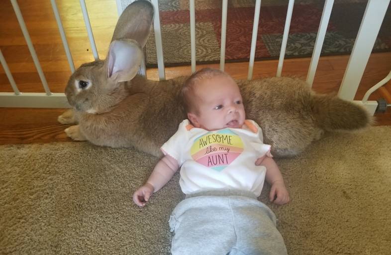 美国妈妈 意外收获 两只巨兔保姆,这温暖的画风简直了