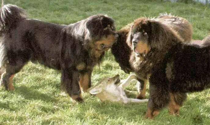 观 重返狼群 ,记录美女李微漪和狼王格林,十一年的人狼之恋