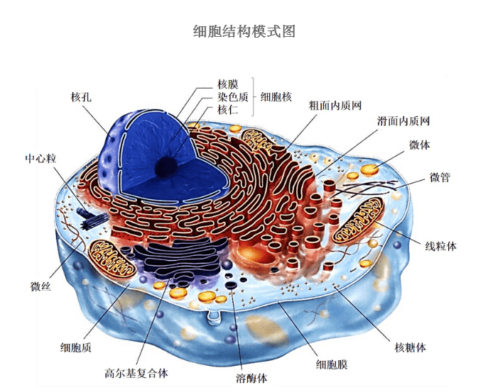 带你认识细胞 细胞的结构 微生物 显微镜 线粒体