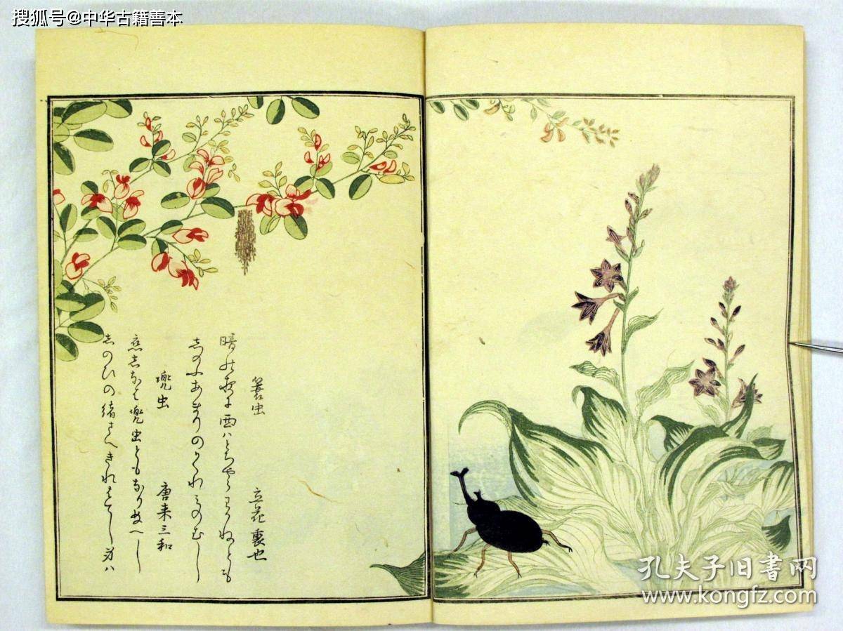 古籍|画本虫撰：浮世绘大师喜多川歌麿的昆虫画册