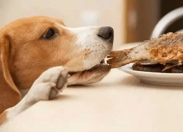 正餐|请正确给你的宠物喂零食