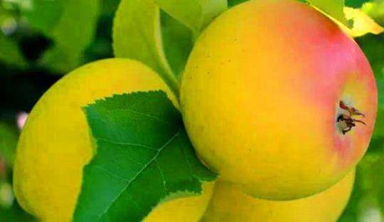 苹果的营养成分及通便作用 c7eff2950d3b440f94c572e03557fe4a.jpeg