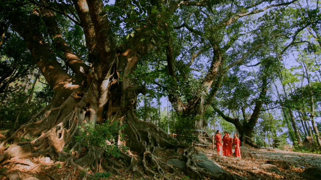 森林|探秘高黎贡山