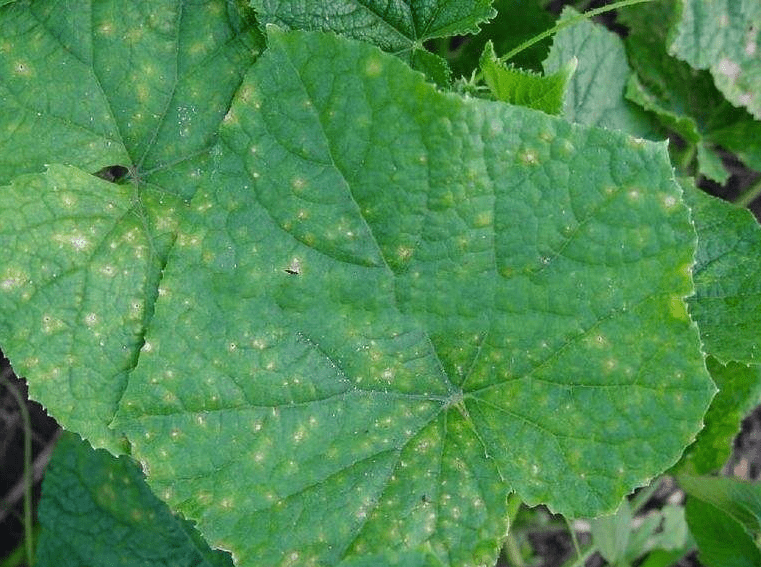 黄瓜黑斑病有什么症状如何防治