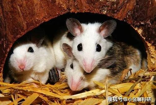 小猫怎么分辨有没有打疫苗 c3569ef2f4424fa08090771954cb4701.jpeg