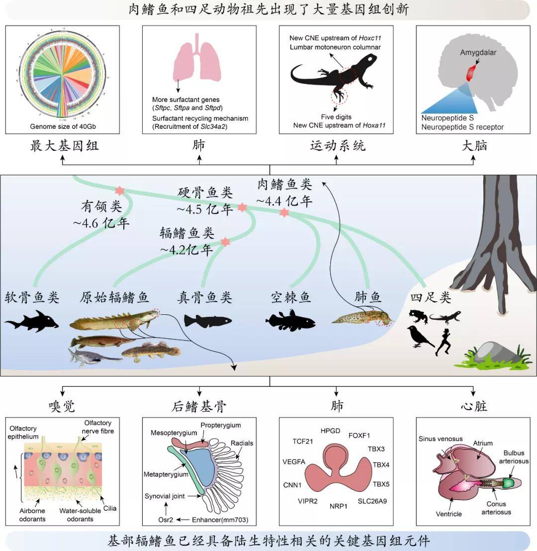 反刍动物|西北工业大学王文教授带领团队再次入选“中国生命科学十大进展”
