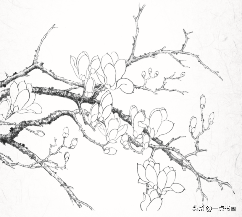 白描玉蘭花與桃花畫法簡單易上手