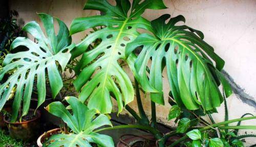 室内绿植大型绿植龟背竹 2aff94d5711b433bb54a8663ebbde70c.jpeg