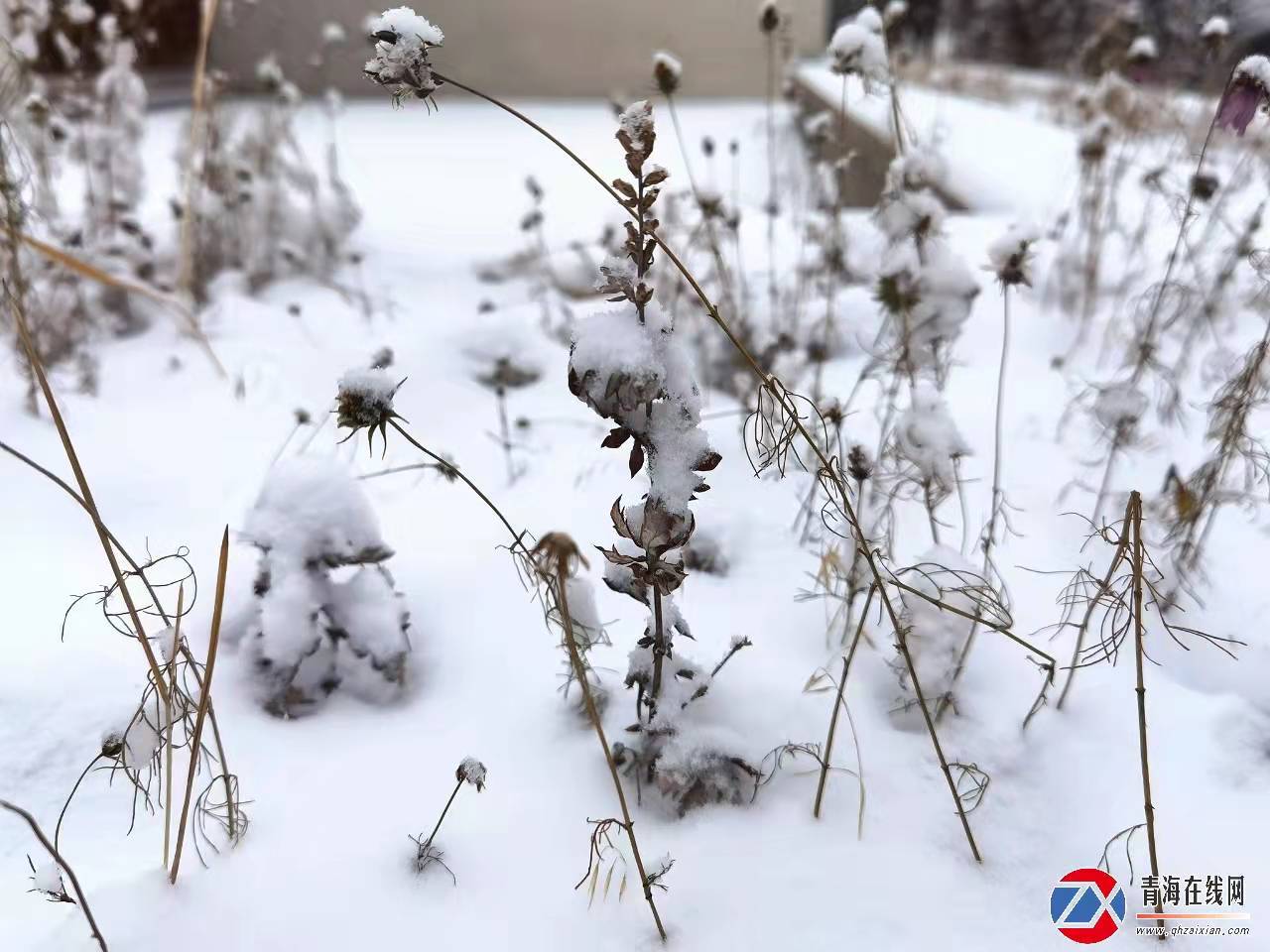 薄雪|赏雪景啦！囊谦县城落了一场近十年来最大的雪