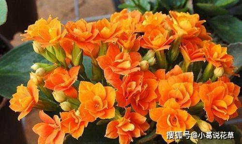 养花从不换盆 却年年花开满盆 只因做了这件事 果皮 液肥 营养液