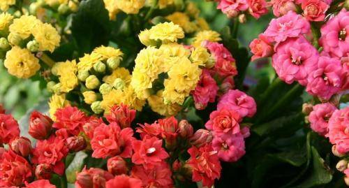 如何修剪长寿花最佳时间 c3a874b8b9614b5d8f9403529df2fe5f.jpeg