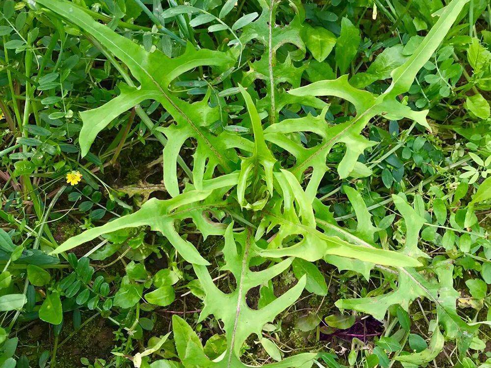 俗称"老驴干粮",开花像蒲公英,能喂兔子能当野菜,你吃过吗?