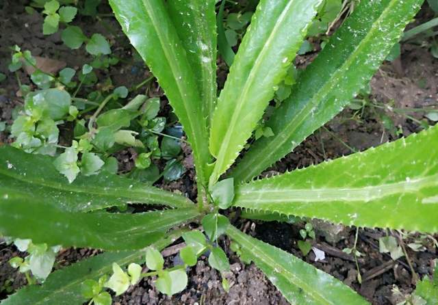 原创路边一种野菜俗称假芫荽茎叶价值高若遇到别错过