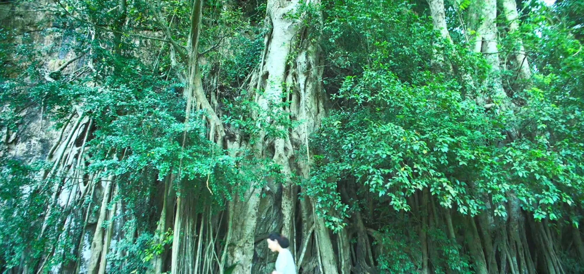 亚洲|号称2021亚洲4大恐怖片之一的《南巫》，其实比《灵媒》更拉跨？