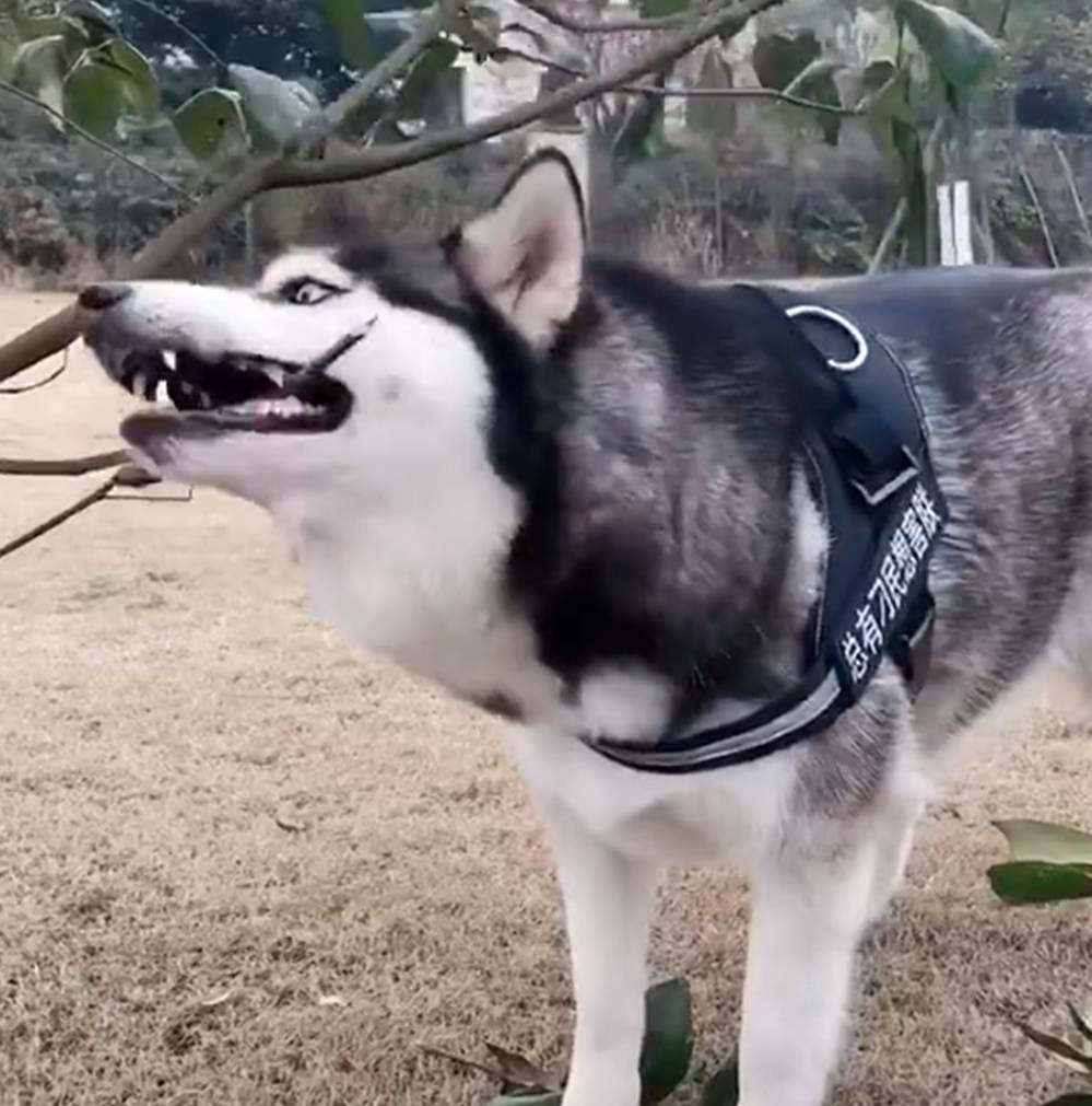 生活哈士奇拆家犯二，主人用胶带把它封印在房间，狗子的举动亮了……